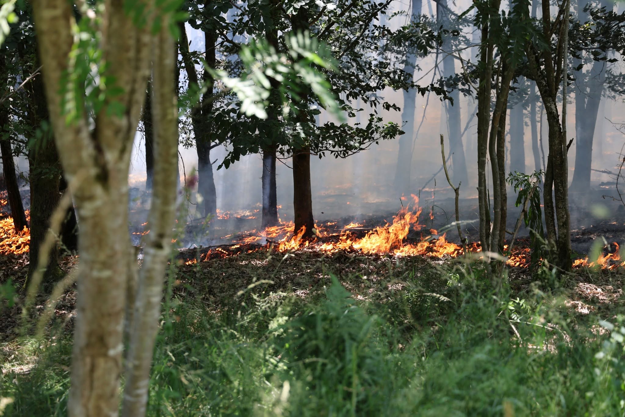 Einsatzfoto F Wald 1 Waldbrand